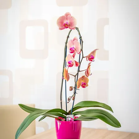 Best Apartments Szeged Appartement